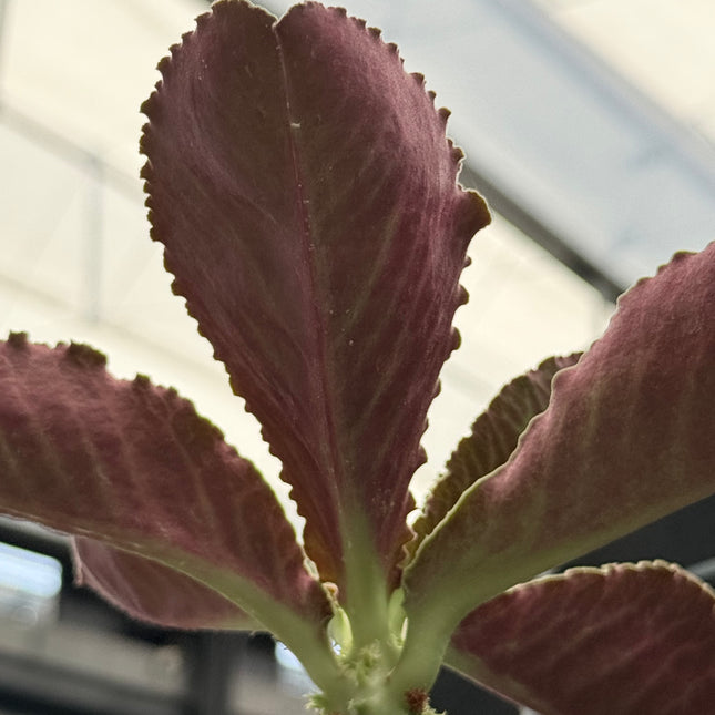 Euphorbia magnificum