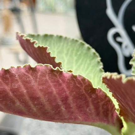 Euphorbia magnificum