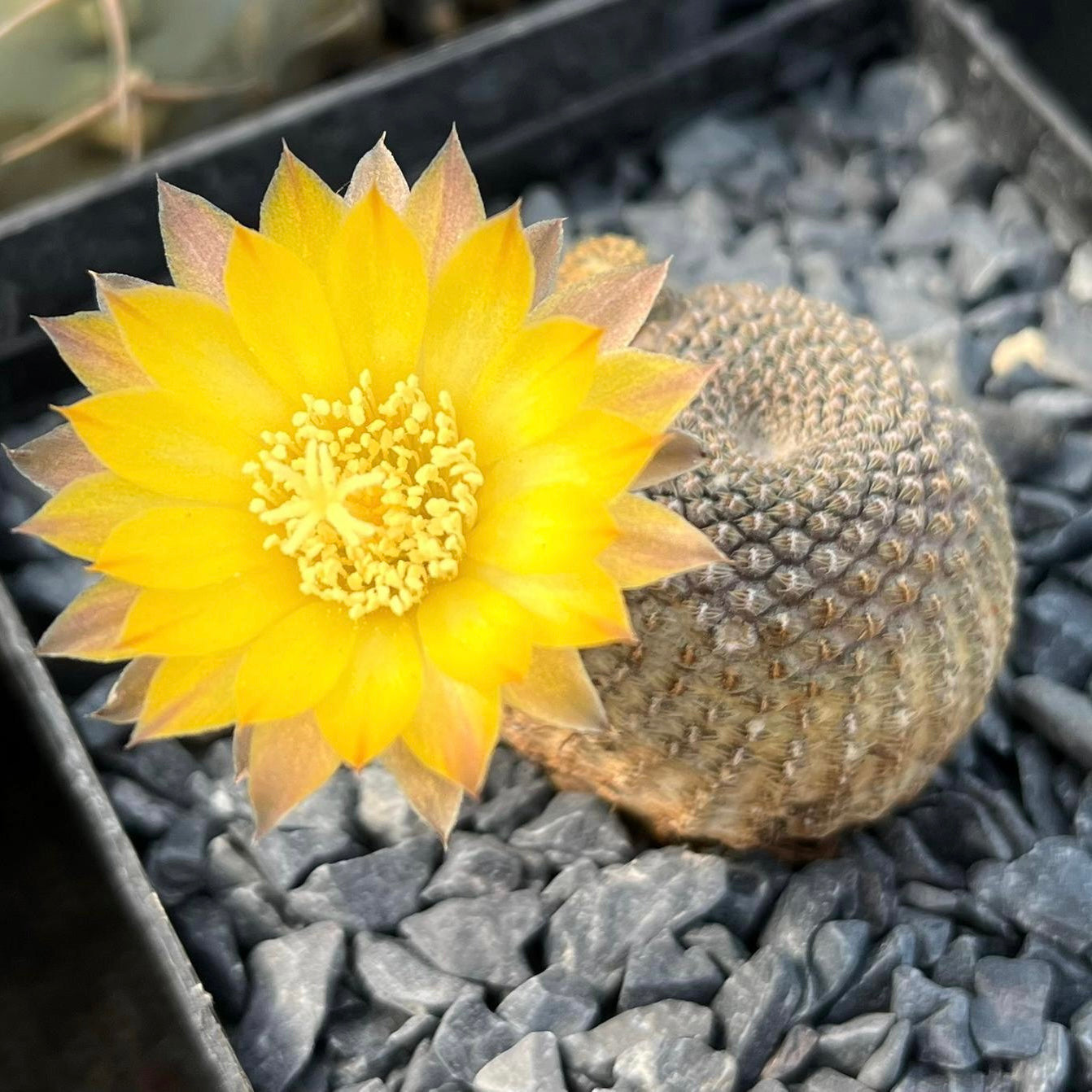 Reicheocactus pseudoreicheanus