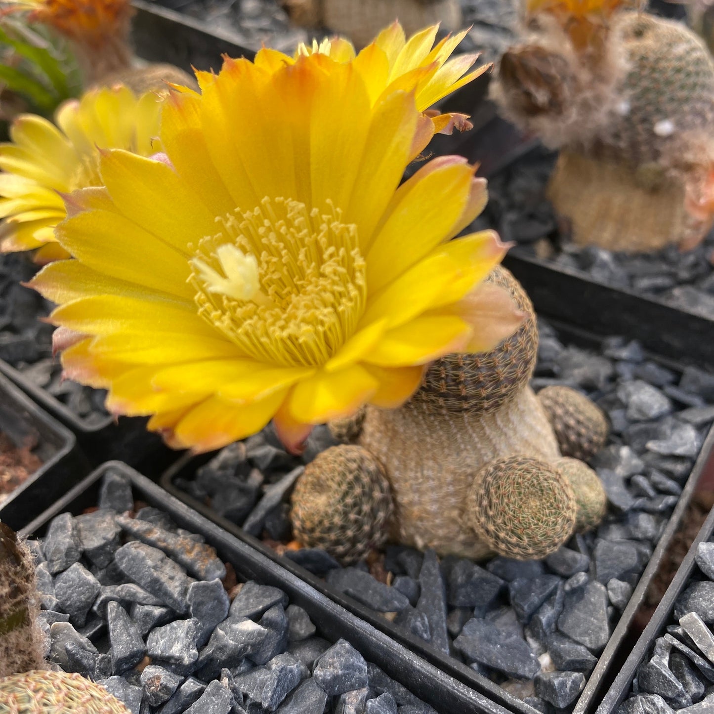 Reicheocactus pseudoreicheanus