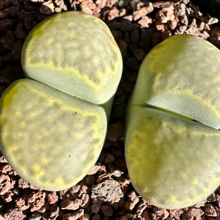 Lithops julii subsp. julii ‘Pepermint Cream’ C349 A