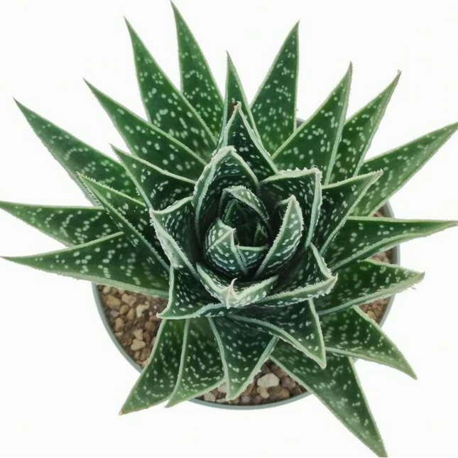 x Gasteraloe 'Beguinii'