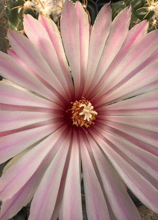 Coryphantha elephantidens