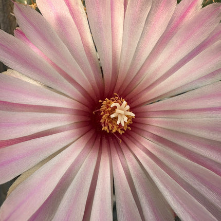 Coryphantha elephantidens