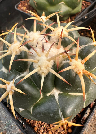 Coryphantha elephantidens