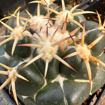 Coryphantha elephantidens