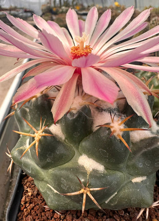 Coryphantha elephantidens