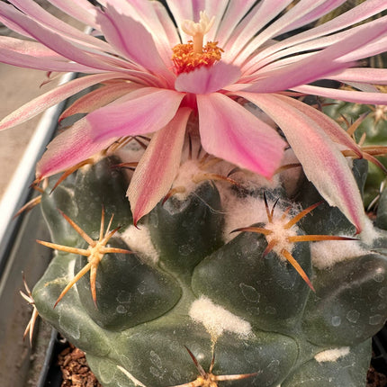 Coryphantha elephantidens