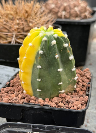 Echinopsis subdenudata f. variegada