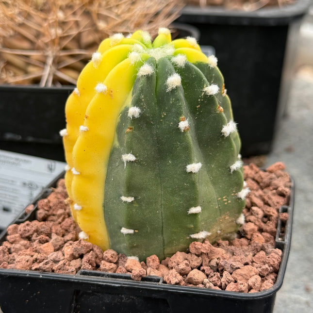 Echinopsis subdenudata f. variegada