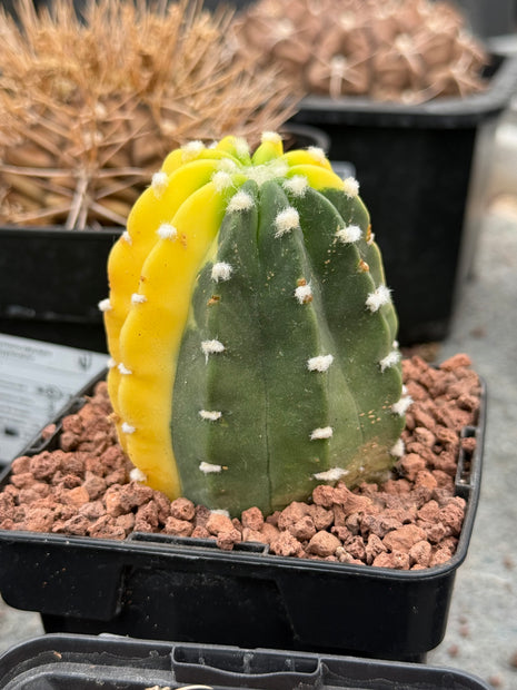 Echinopsis subdenudata f. variegada