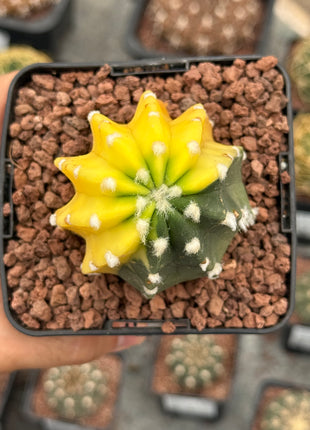 Echinopsis subdenudata f. variegada