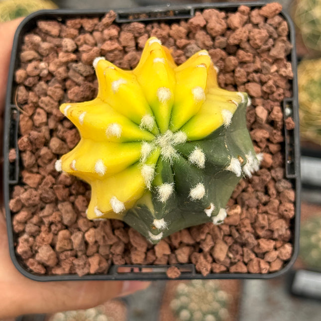 Echinopsis subdenudata f. variegada