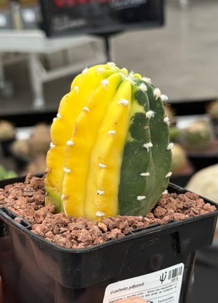Echinopsis subdenudata f. variegada