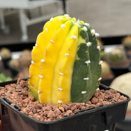 Echinopsis subdenudata f. variegada