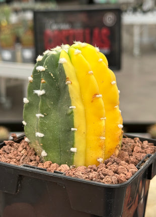 Echinopsis subdenudata f. variegada