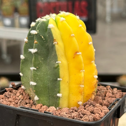 Echinopsis subdenudata f. variegada