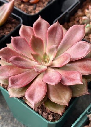 Echeveria ‘Mina’