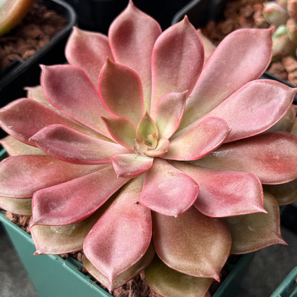 Echeveria ‘Mina’