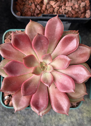 Echeveria ‘Mina’