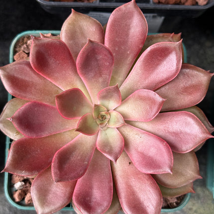 Echeveria ‘Mina’
