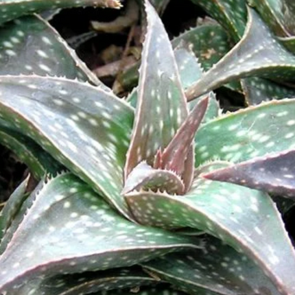 Aloe 'Cha Cha’ | Aloe híbrido  John Bleck 1997