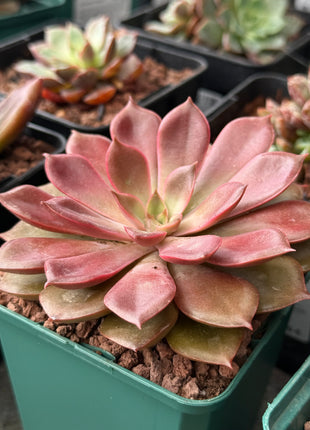 Echeveria ‘Mina’