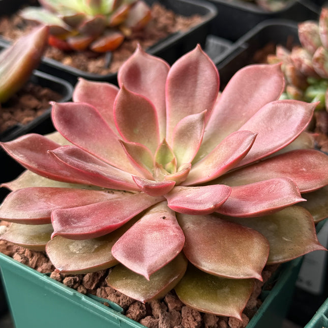 Echeveria ‘Mina’