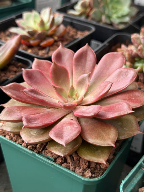 Echeveria ‘Mina’