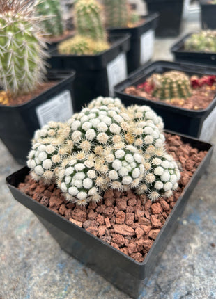 Mammillaria gracilis 'Raupe'
