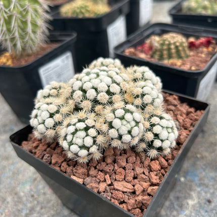 Mammillaria gracilis 'Oruga'