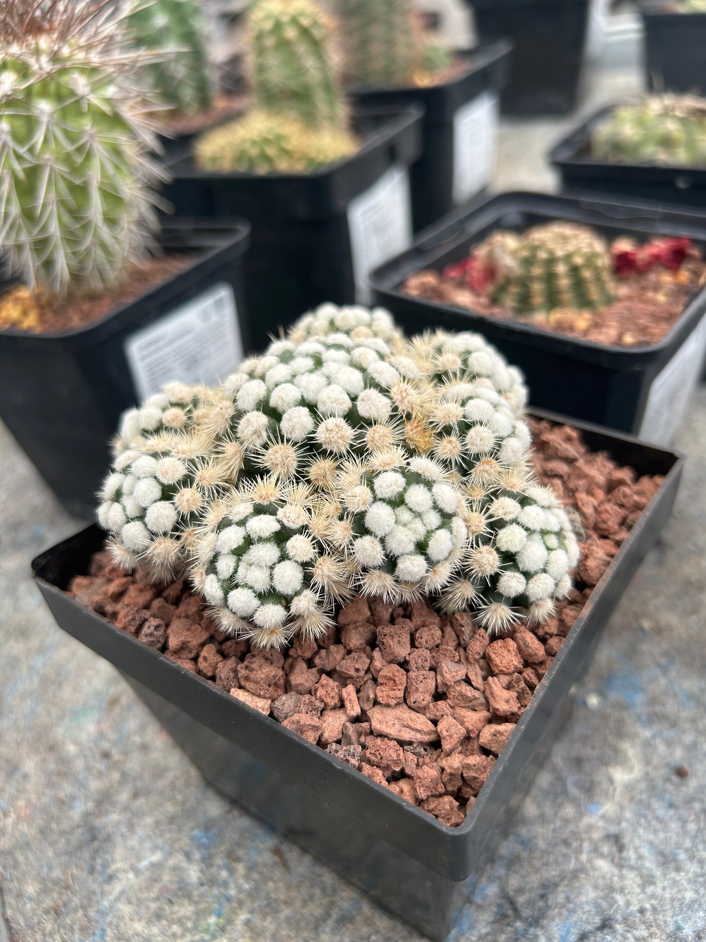 Mammillaria gracilis 'Caterpillar'