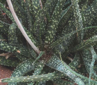 Aloe 'Macho Pink’ | Híbrido de Aloe de John Bleck