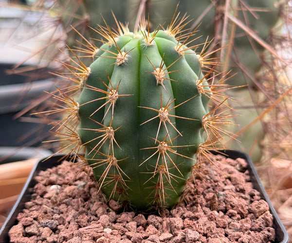 Trichocereus terscheckii – DesertSTORE.es