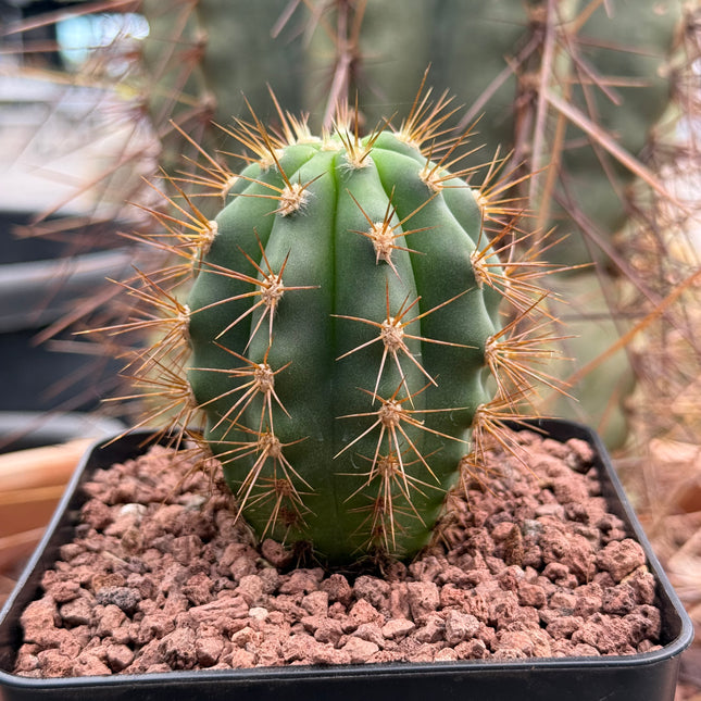 Trichocereus terscheckii