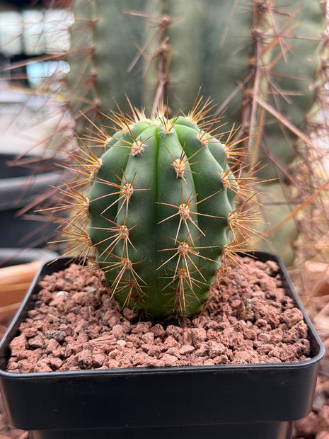 Trichocereus terscheckii