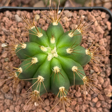 Trichocereus terscheckii