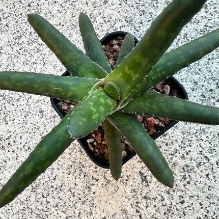 Gasteria rawlinsonii 'Stair Case' | Gasteria escalera de Baviaanskloof