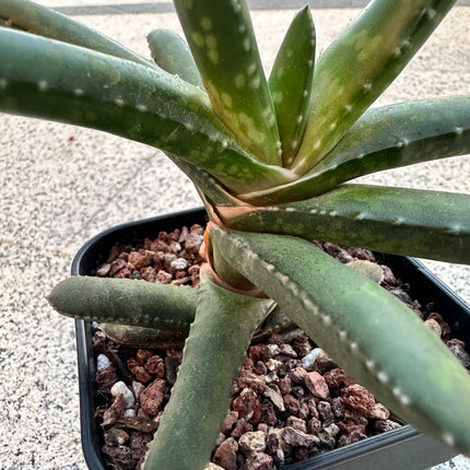 Gasteria rawlinsonii 'Stair Case' | Gasteria escalera de Baviaanskloof