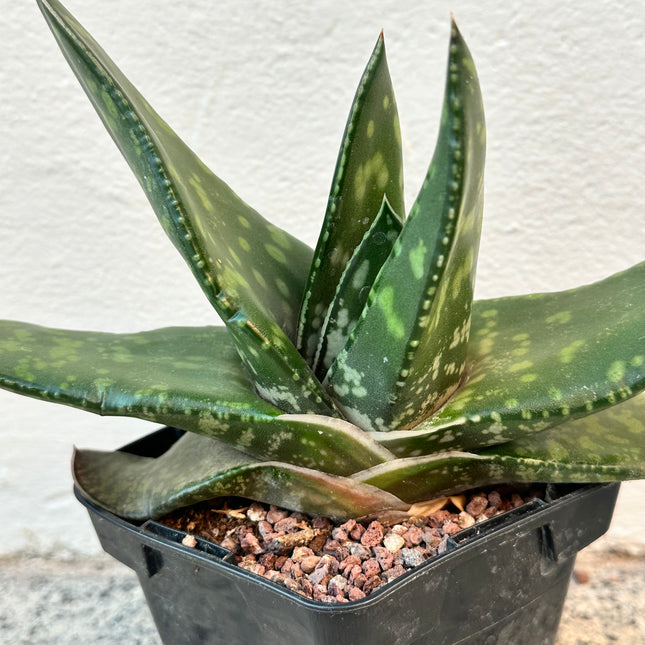 Gasteria croucheri subsp. croucheri | Lengua de Buey de Natal