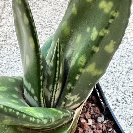 Gasteria croucheri subsp. croucheri | Lengua de Buey de Natal