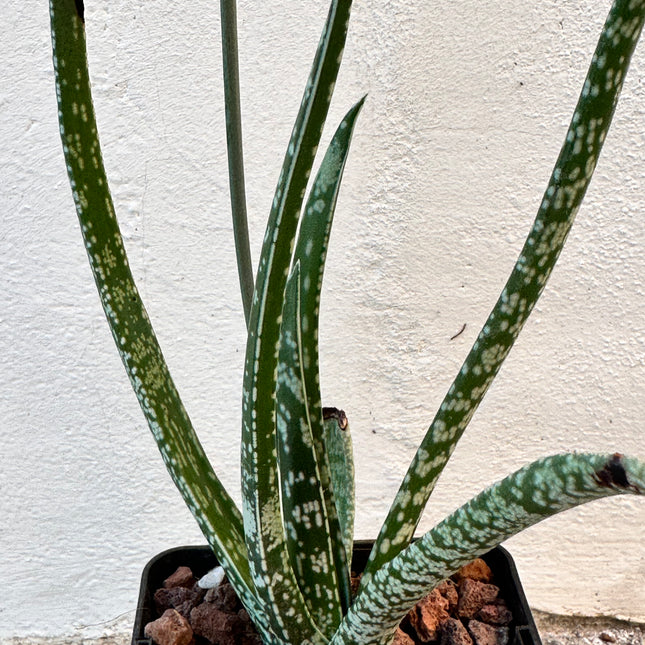 Gasteria pulchra
