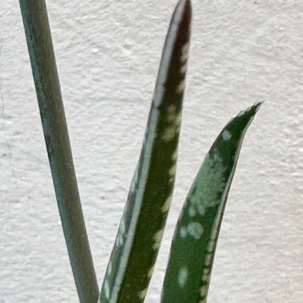 Gasteria pulchra | Gasteria hermosa
