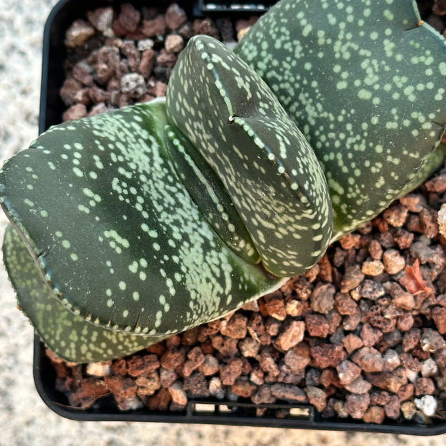 Gasteria disticha var. robusta | Gasteria robusta de Beaufort