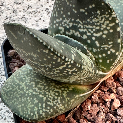 Gasteria disticha