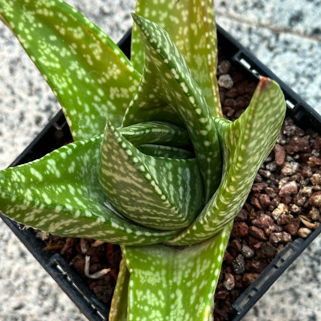 Gasteria koenii | Gasteria Cimitarra del Osberg