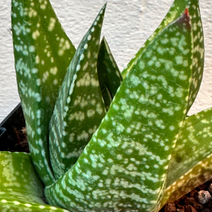 Gasteria tukhelensis | Gasteria do Tugela