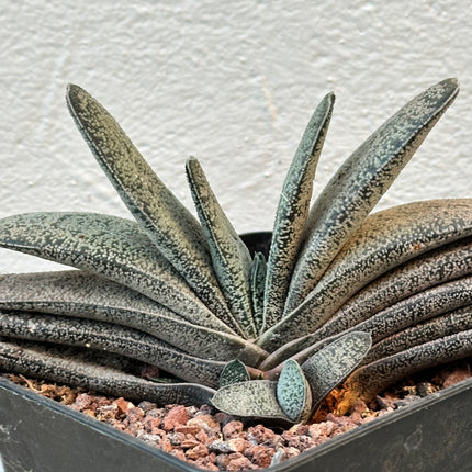 Gasteria pillansii var. ernesti-ruschii