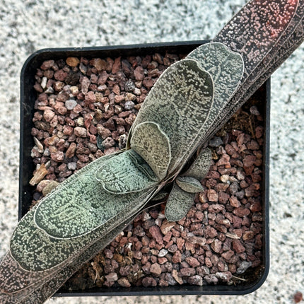 Gasteria pillansii var. ernesti-ruschii