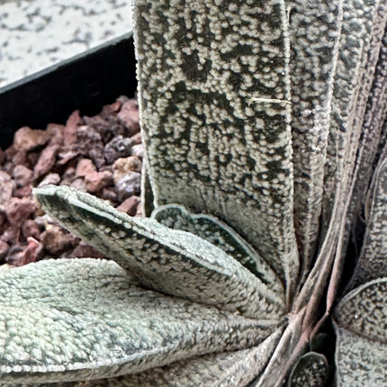 Gasteria pillansii var. ernesti-ruschii